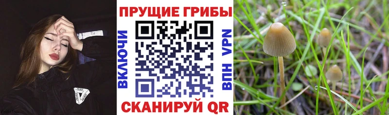 blacksprut вход  Гусь-Хрустальный  Галлюциногенные грибы Psilocybe 